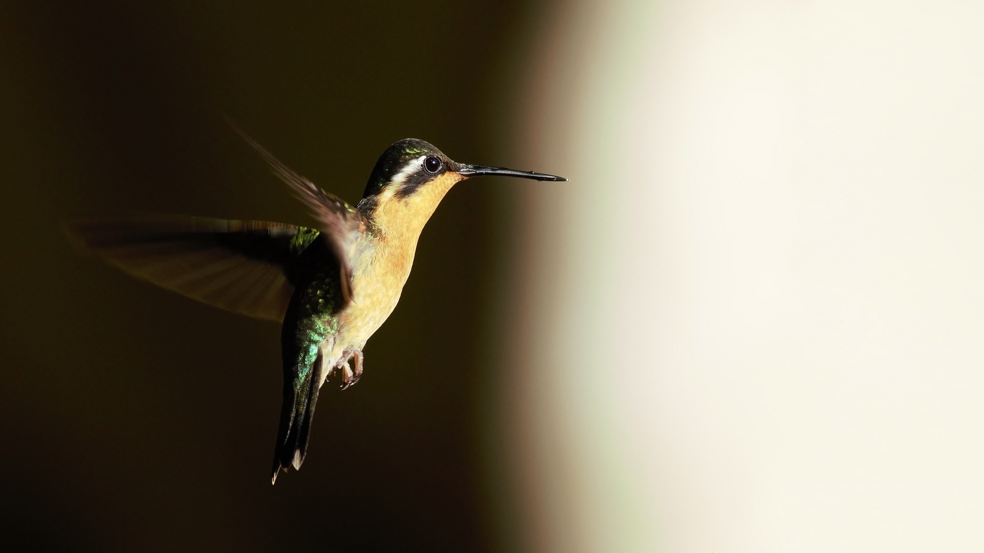 Purple-throated Mountain-gem